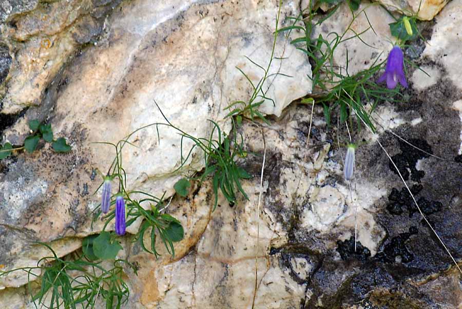 Campanula carnica / Campanula della Carnia